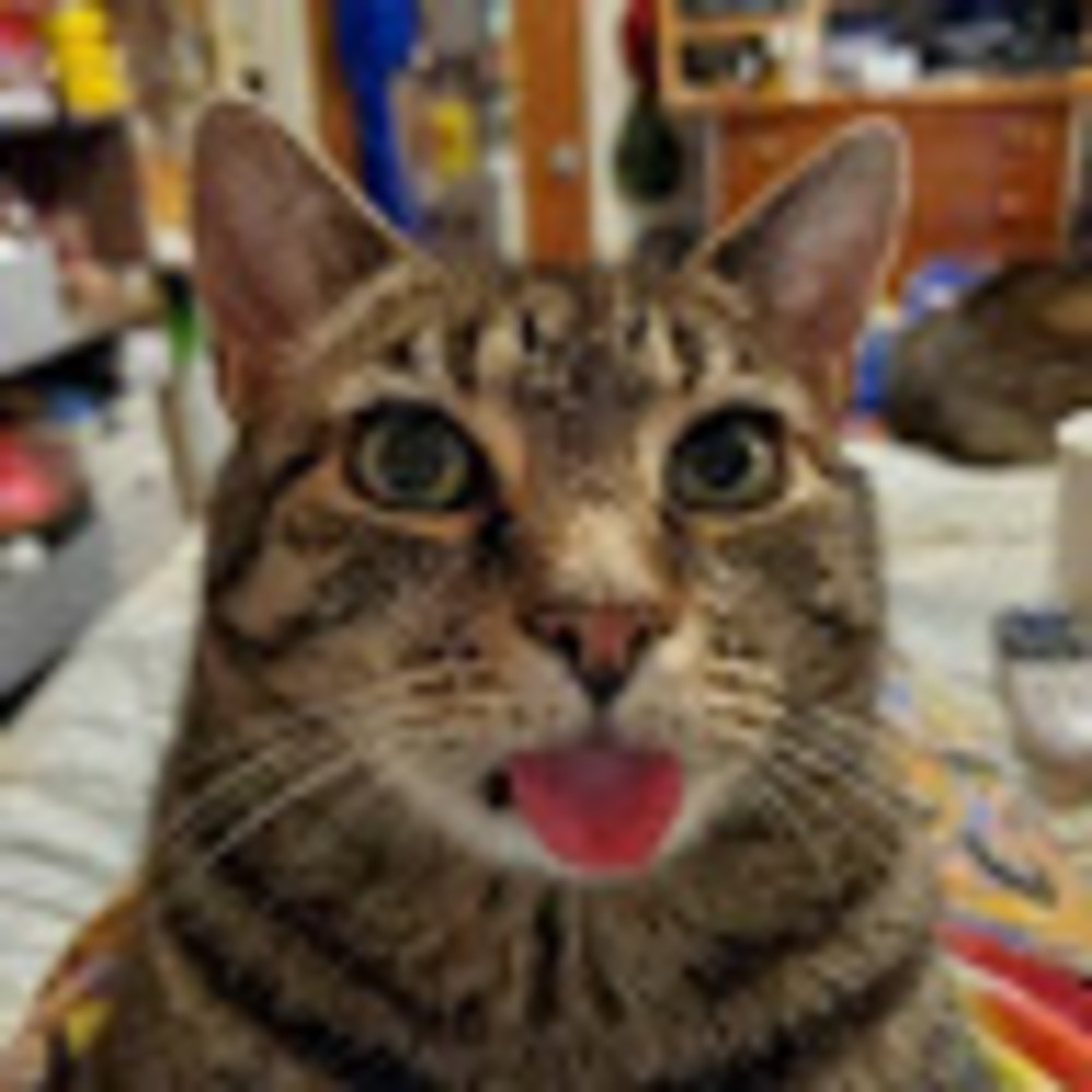 Meet your Posher, Shannon